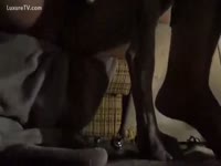 A Dog fucks a Girl and gives the raunchy Joy
